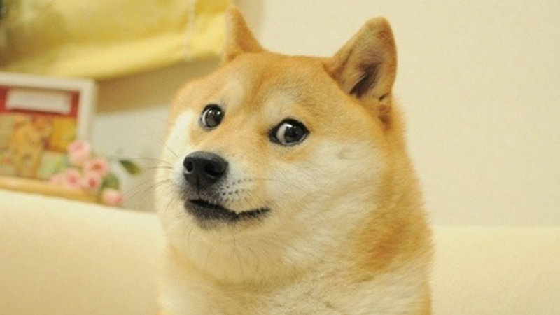 Cachorro japonês da raça Shiba Inu é símbolo da Dogecoin.